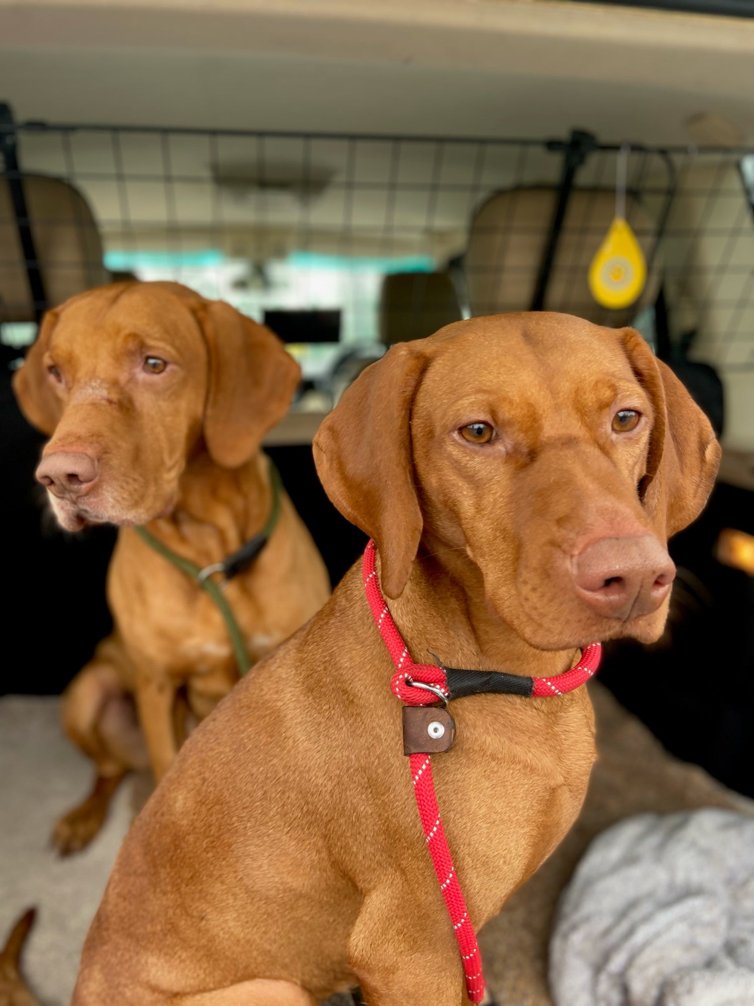 Hungarian Vizsla